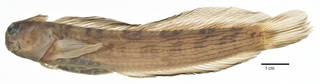 To NMNH Extant Collection (Salarias lividus USNM 293749 neotype photograph lateral view)