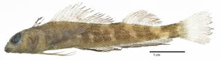 To NMNH Extant Collection (Crocodilichthys gracilis USNM 316798 holotype photograph lateral view)