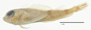 To NMNH Extant Collection (Helcogramma nigra USNM 329281 holotype photograph lateral view)