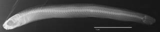 To NMNH Extant Collection (Plagiotremus (Plagiotremus) isodon USNM 099392 holotype radiograph lateral view)