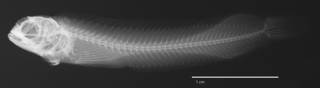 To NMNH Extant Collection (Acanthemblemaria hancocki USNM 102015 holotype radiograph lateral view)