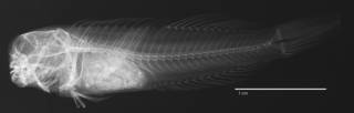 To NMNH Extant Collection (Stanulus talboti USNM 202421 holotype radiograph lateral view)