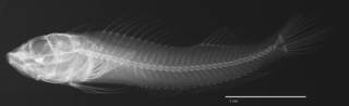 To NMNH Extant Collection (Helcogramma steinitzi USNM 205787 holotype radiograph lateral view)