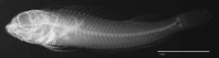 To NMNH Extant Collection (Helcogramma desa USNM 222317 holotype radiograph lateral view)