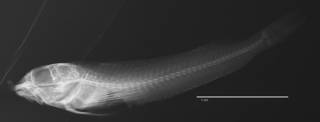 To NMNH Extant Collection (Helcogramma rhinoceros USNM 222370 holotype radiograph lateral view)