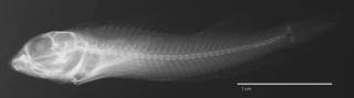 To NMNH Extant Collection (Helcogramma billi USNM 222377 holotype radiograph lateral view)