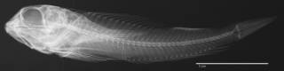 To NMNH Extant Collection (Helcogramma lacuna USNM 222902 holotype radiograph lateral view)