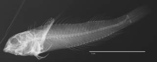 To NMNH Extant Collection (Enneapterygius fuscoventer USNM 259131 holotype radiograph lateral view)