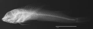 To NMNH Extant Collection (Helcogramma albimacula USNM 273934 holotype radiograph lateral view)