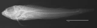 To NMNH Extant Collection (Helcogramma habena USNM 300194 holotype radiograph lateral view)