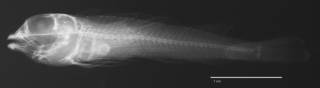 To NMNH Extant Collection (Axoclinus nigricaudus USNM 316797 holotype radiograph lateral view)