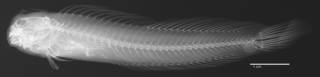 To NMNH Extant Collection (Praealticus striatus USNM 317941 holotype radiograph lateral view)