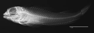 To NMNH Extant Collection (Helcogramma cerasina USNM 329714 holotype radiograph lateral view)