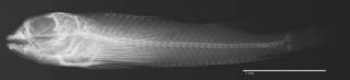 To NMNH Extant Collection (Helcogramma trigloides USNM 343890 neotype radiograph lateral view)