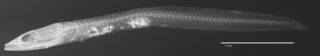 To NMNH Extant Collection (Chaenopsis schmitti USNM 101957 holotype radiograph lateral view)