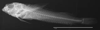 To NMNH Extant Collection (Helcogramma chica USNM 115516 holotype radiograph lateral view)