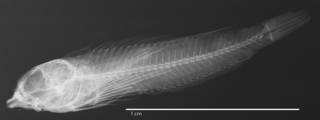 To NMNH Extant Collection (Tripterygion nanus USNM 142233 type radiograph lateral view)