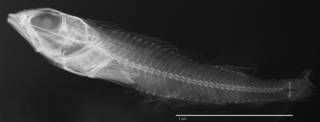 To NMNH Extant Collection (Tripterygion brachylepis USNM 142253 type radiograph lateral view)