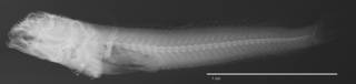 To NMNH Extant Collection (Acanthemblemaria variegata USNM 170569 holotype radiograph lateral view)