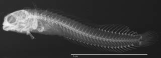 To NMNH Extant Collection (Coralliozetus boehlkei USNM 196673 holotype radiograph lateral view)