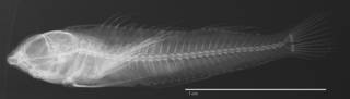 To NMNH Extant Collection (Enneapterygius altipinnis USNM 205807 holotype radiograph lateral view)