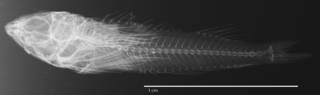 To NMNH Extant Collection (Enneapterygius destai USNM 214629 holotype radiograph lateral view)