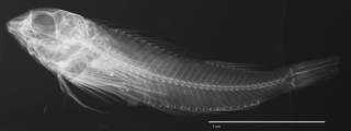 To NMNH Extant Collection (Enneapterygius pallidoserialis USNM 279812 holotype radiograph lateral view)
