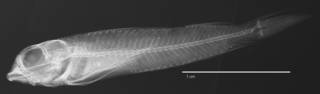 To NMNH Extant Collection (Enneapterygius pyramis USNM 283069 holotype radiograph lateral view)