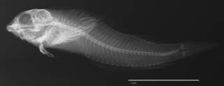 To NMNH Extant Collection (Enneapterygius similis USNM 293726 holotype radiograph lateral view)
