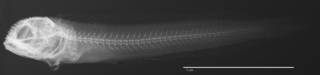 To NMNH Extant Collection (Acanthemblemaria johnsoni USNM 317210 holotype radiograph lateral view)