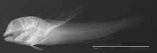 To NMNH Extant Collection (Axoclinus multicinctus USNM 321176 holotype radiograph lateral view)