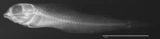 To NMNH Extant Collection (Enneapterygius williamsi USNM 323821 holotype radiograph lateral view)