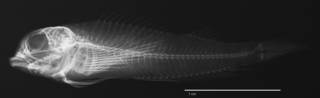 To NMNH Extant Collection (Enneapterygius nigricauda USNM 331035 holotype radiograph lateral view)