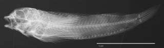 To NMNH Extant Collection (Enneapterygius signicauda USNM 344013 holotype radiograph lateral view)