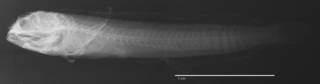 To NMNH Extant Collection (Acanthemblemaria atrata USNM 346390 holotype radiograph lateral view)