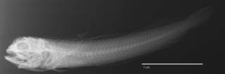 To NMNH Extant Collection (Acanthemblemaria mangognatha USNM 346392 holotype radiograph lateral view)
