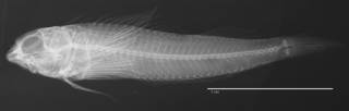 To NMNH Extant Collection (Enneapterygius genamaculatus USNM 357600 holotype radiograph lateral view)