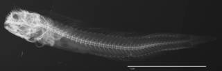 To NMNH Extant Collection (Acanthemblemaria harpeza USNM 367203 holotype radiograph lateral view)