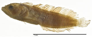 To NMNH Extant Collection (Auchenopterus cingulatus USNM 49375 type photograph lateral view)
