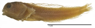 To NMNH Extant Collection (Coralliozetus cardonae USNM 049377 type photograph lateral view)
