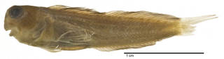 To NMNH Extant Collection (Salarias sindonis USNM 051793 neotype photograph lateral view)
