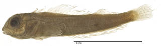 To NMNH Extant Collection (Enneapterygius hudsoni USNM 051798 type photograph lateral view)