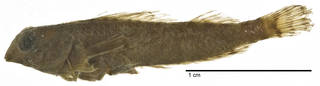 To NMNH Extant Collection (Enneapterygius pardochir USNM 51799 holotype photograph lateral view)