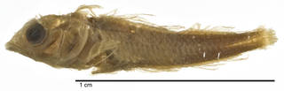To NMNH Extant Collection (Enneapterygius tutuilae USNM 051801 holotype photograph lateral view)