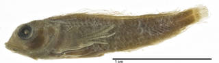 To NMNH Extant Collection (Enneapterygius cerasinus USNM 51802 type photograph lateral view)