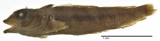 To NMNH Extant Collection (Enneapterygius corallicola USNM 065484 type photograph lateral view)