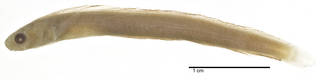 To NMNH Extant Collection (Plagiotremus (Plagiotremus) isodon USNM 099392 holotype photograph lateral view)