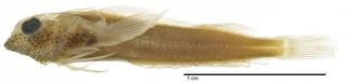 To NMNH Extant Collection (Helcogramma chica USNM 115516 holotype photograph lateral view)