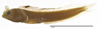 To NMNH Extant Collection (Acanthemblemaria arborescens USNM 170566 holotype photograph lateral view)