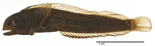 To NMNH Extant Collection (Acanthemblemaria rivasi USNM 203818 holotype photograph lateral view)